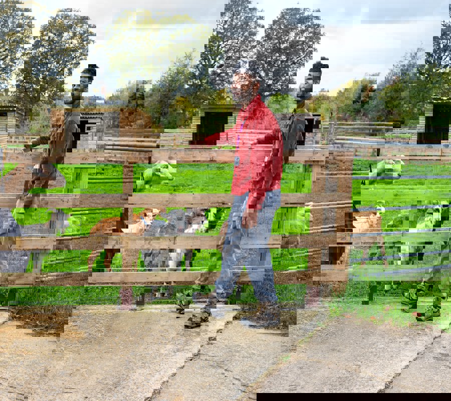 Man standing next to a field of goats